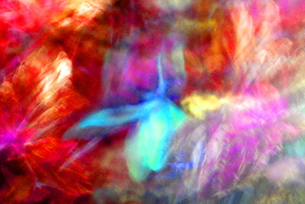 Falling Petal Abstract Red Magenta And Blue B - Abstract Photography and Digital Art on Canvas - 20 